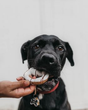 Dog eating donut out of owners hand