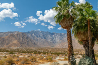 desert scenery with palm trees in palm springs